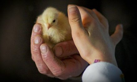 Réglementation grippe aviaire : l’élevage de volailles en plain-air en danger
