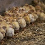 Grippe aviaire : le Conseil d’État aux ordres du Ministère