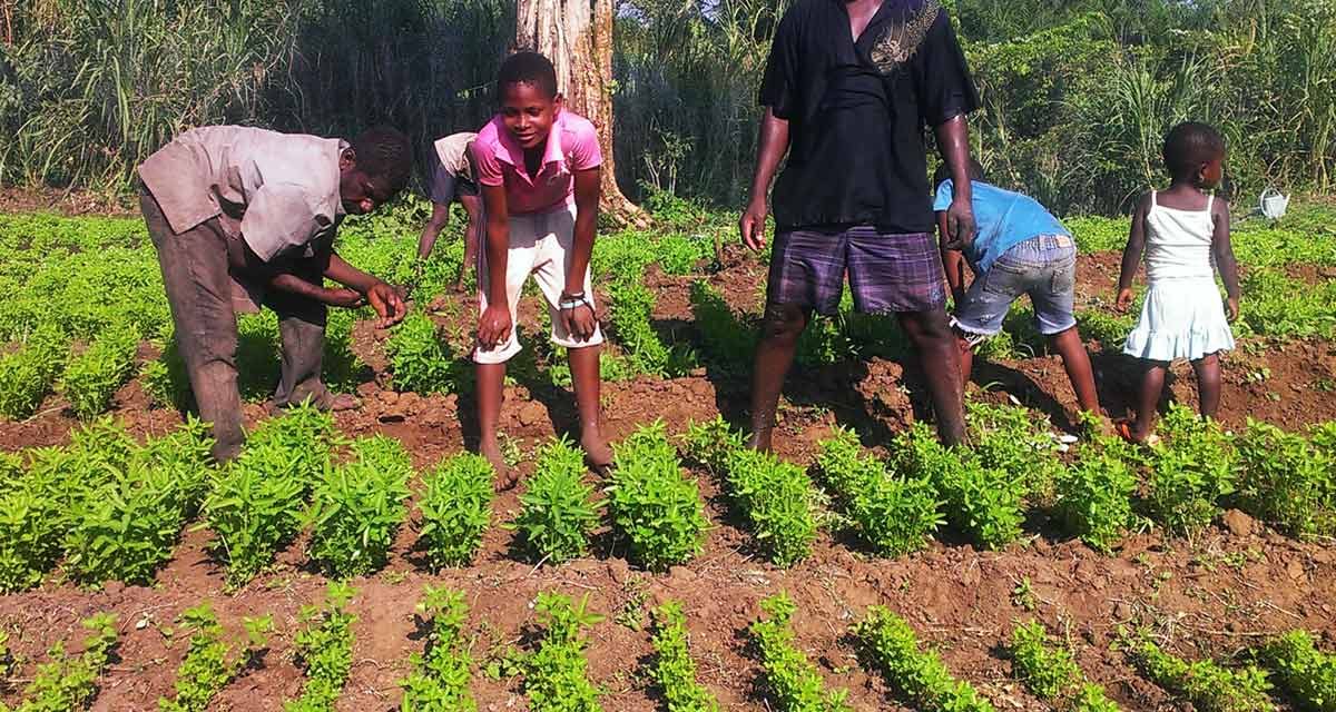 Comment donner envie aux jeunes générations de s’engager dans l’agriculture paysanne ? – Échange international le 08/10