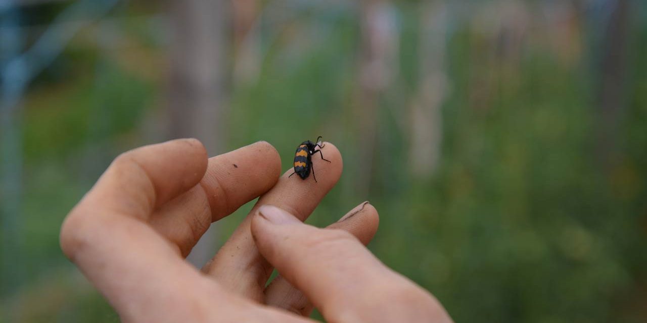 Formation Pédagogie par la Nature : Réinventer sa posture d’animation