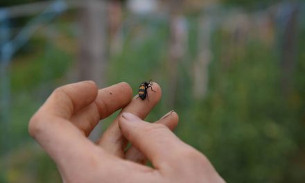Formation Pédagogie par la Nature : Réinventer sa posture d’animation