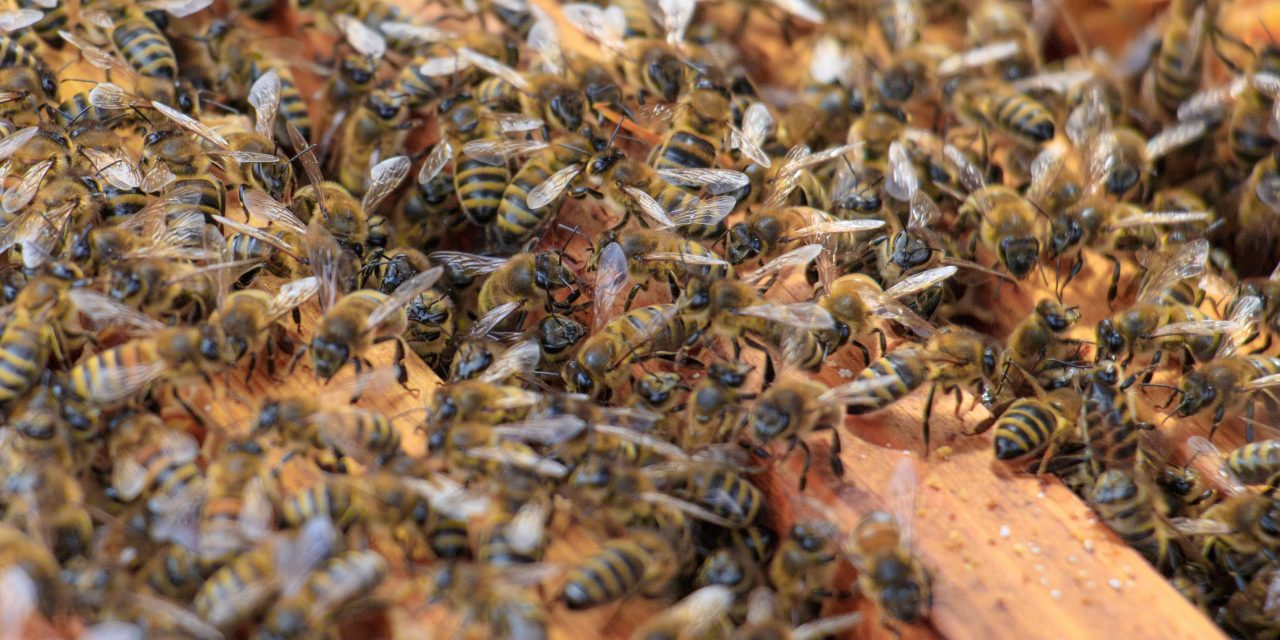 PACA: Brigitte cherche un terrain pour faire hiverner les ruches de son fils