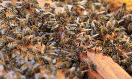 PACA: Brigitte cherche un terrain pour faire hiverner les ruches de son fils