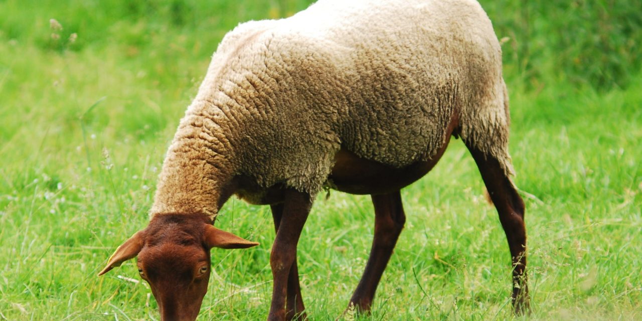 Fièvre Catarrhale Ovine (FCO): en parler pour avancer