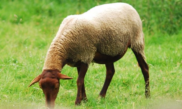 Fièvre Catarrhale Ovine (FCO): en parler pour avancer
