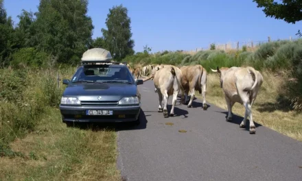 Regardez « L’envol » sur France TV, disponible jusqu’au 7 juin !