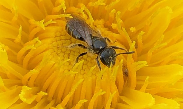Ca peut vous intéresser, les actus de la semaine