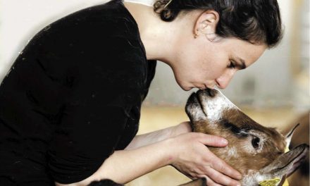 « Un amour de chèvre » recueil de témoignages d’éleveur·euses à pré-commander avant le 30 juin