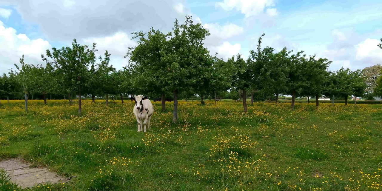 Le Ferme de la Corbière rejoint le réseau : son marché Bio mensuel à découvrir en Avesnois
