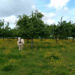 Le Ferme de la Corbière rejoint le réseau : son marché Bio mensuel à découvrir en Avesnois