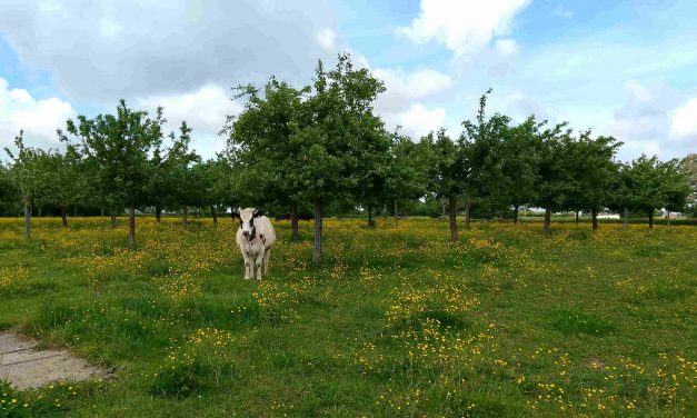 Le Ferme de la Corbière rejoint le réseau : son marché Bio mensuel à découvrir en Avesnois
