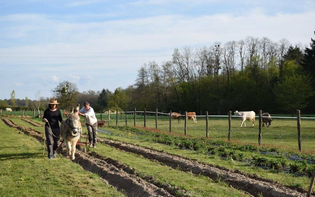 Mila partage son rapport de stage « L’accueil en milieu rural : un levier de la transition agroécologique ? Le cas d’étude d’Accueil Paysan »