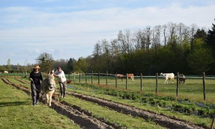 Mila partage son rapport de stage « L’accueil en milieu rural : un levier de la transition agroécologique ? Le cas d’étude d’Accueil Paysan »
