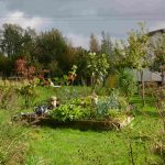 Formation « Mettre en place des animations autour du jardin et récolte de graines »