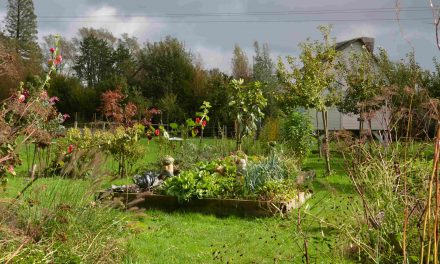 Formation « Mettre en place des animations autour du jardin et récolte de graines »