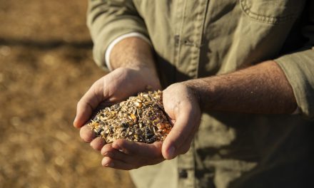 Face à la destruction de la ferme semencière palestinienne par Israël, Accueil Paysan se porte solidaire des paysan·nes palestinien·nes
