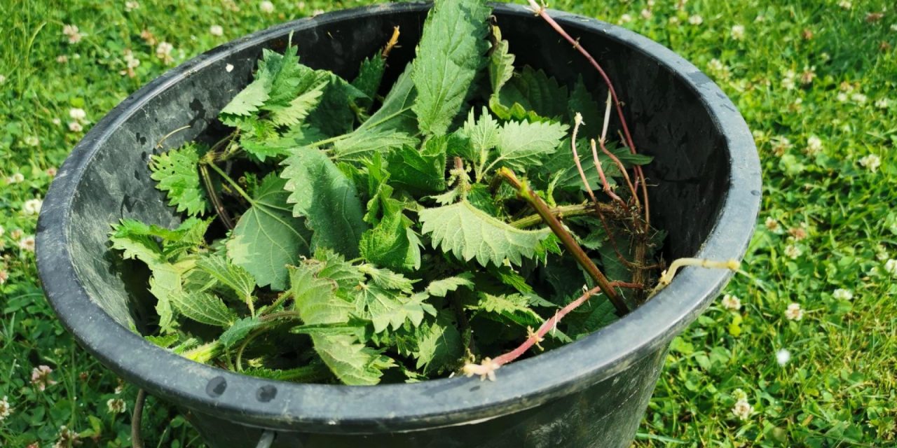 Atelier sur les purins d’ortie – Université de Lille