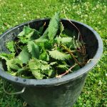 Atelier sur les purins d’ortie – Université de Lille