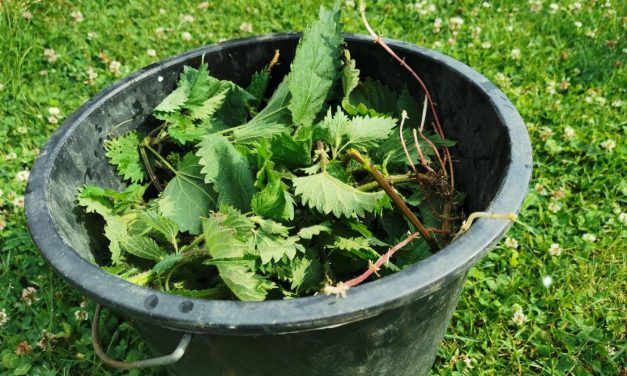 Atelier sur les purins d’ortie – Université de Lille