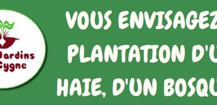 Plantez des arbres, c’est gratuit !