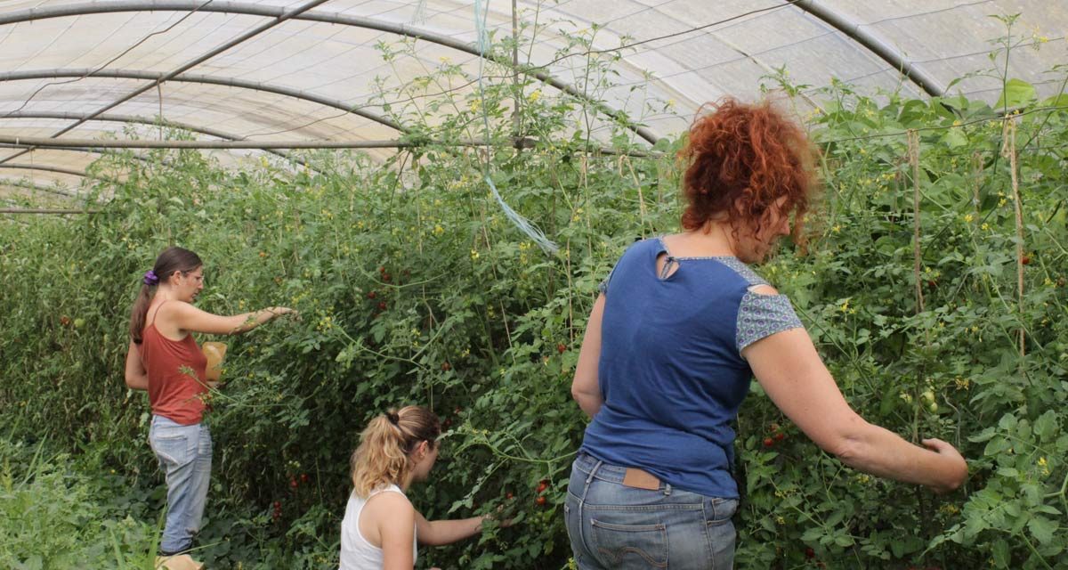 Sensibiliser l’enseignement agricole aux questions de genre : outils et visio