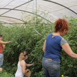 Sensibiliser l’enseignement agricole aux questions de genre : outils et visio