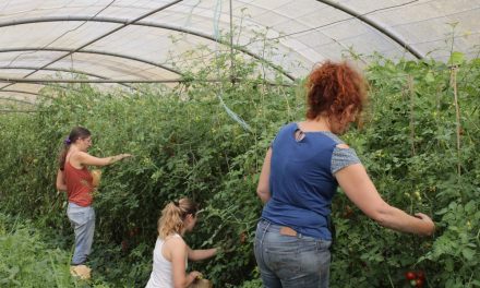 Sensibiliser l’enseignement agricole aux questions de genre : outils et visio