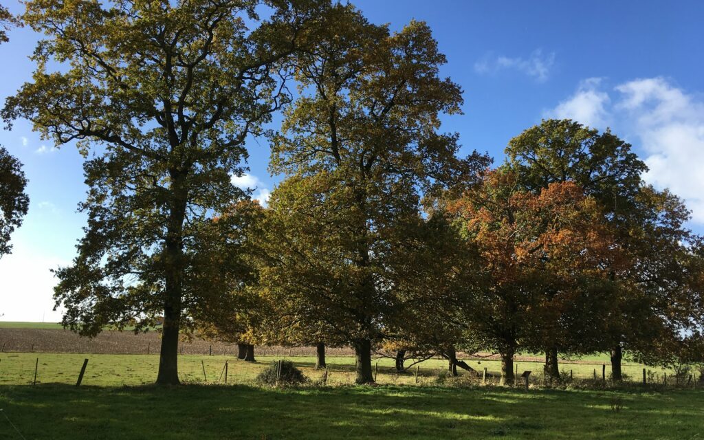 Chantiers participatifs de reboisement, la suite