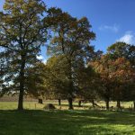 Chantiers participatifs de reboisement, la suite