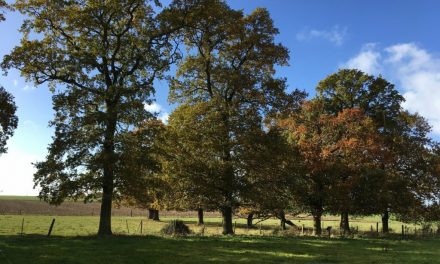 Chantiers participatifs de reboisement, la suite