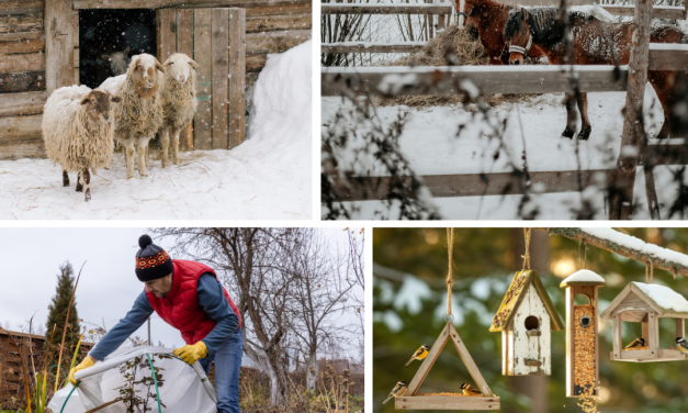 Vos photos d&rsquo;hiver ?