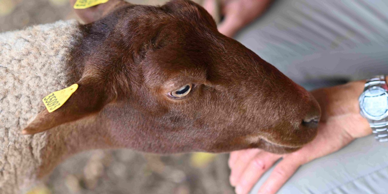 Naissance d’ITAé Hauts-de-France, un service régional unique pour l’identification