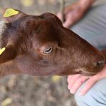 Naissance d’ITAé Hauts-de-France, un service régional unique pour l’identification