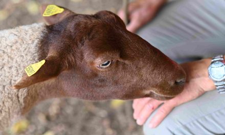 Naissance d’ITAé Hauts-de-France, un service régional unique pour l’identification